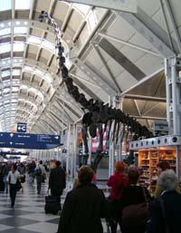Аэропорт Чикаго больше похож на музей, где есть всё. Даже динозавры.