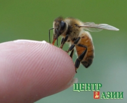 Пчёлка, пчёлка, дай мне мёда